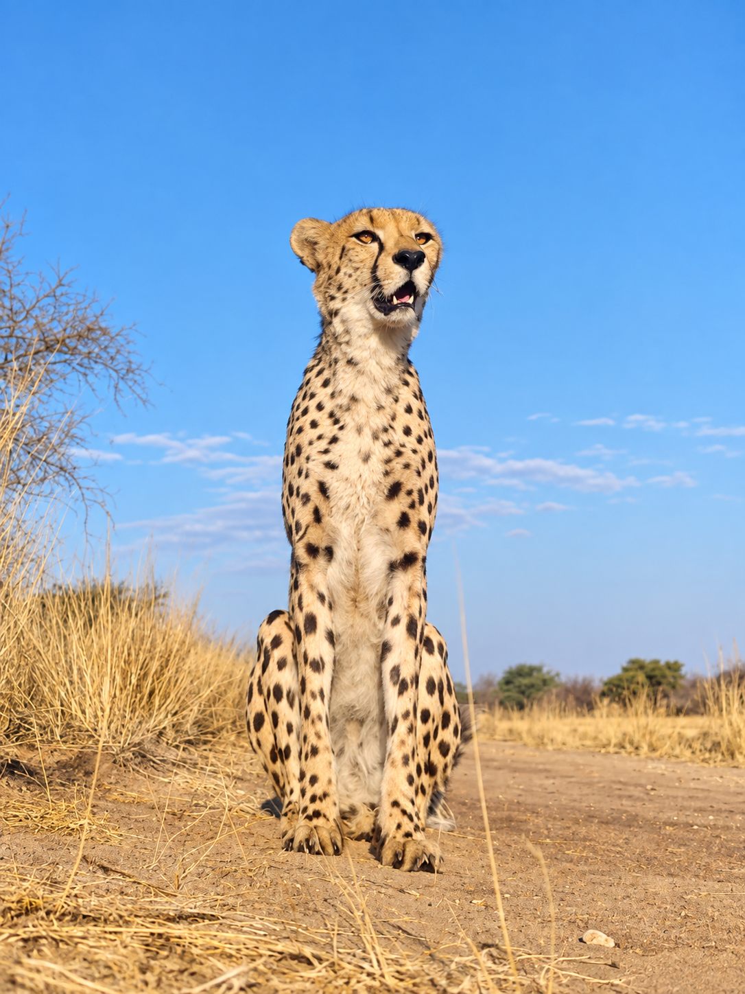 Cheetah standing in Namibia